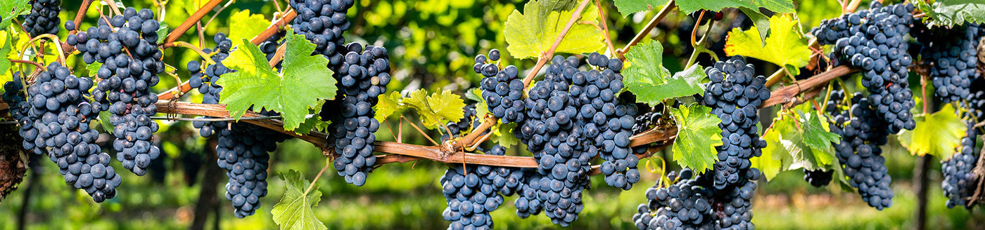 Reife violette Trauben hängen an den Weinstöcken, umgeben von grünen Blättern in einem Weinberg.