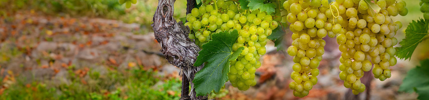 Weiße Weintrauben der Rebsorte Grüner Veltliner an Weinreben