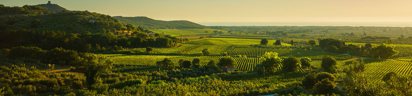 Abendsonne über den toskanischen Weinbergen von Bolgheri, Olivenbäumen und sanften Hügeln bis zum Horizont