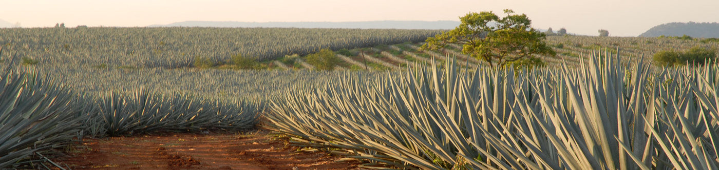 Weite Agavenfelder bei Sonnenuntergang, Ursprung des hochwertigen Don Julio Tequilas aus Mexiko