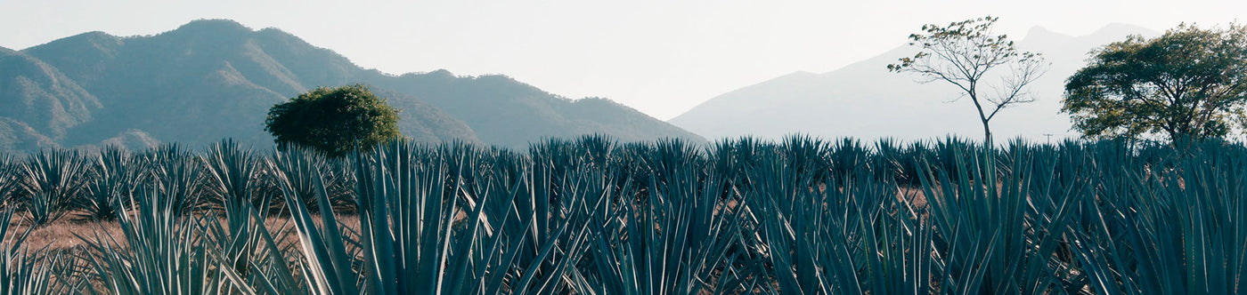 Agavenfelder vor Bergkulisse in Mexiko, dem Ursprung des traditionell hergestellten Tequila Herradura