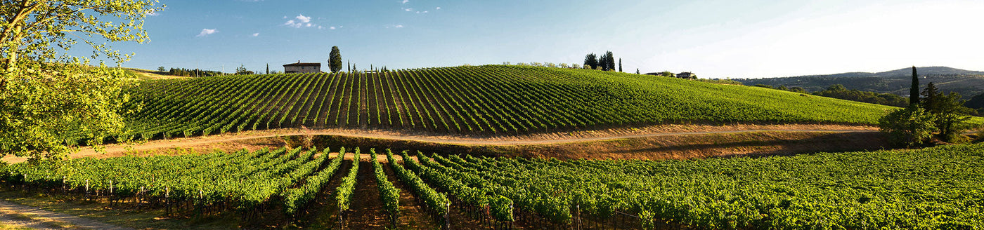 Grüne Weinberge in der Hügellandschaft von Chianti mit Zypressen und toskanischer Vegetation