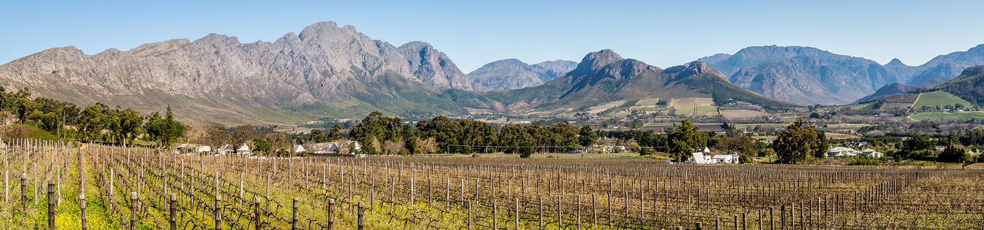 Südafrikanische Weinlandschaft mit Reben und Bergpanorama, bekannt für Weine wie Chenin Blanc und Shiraz