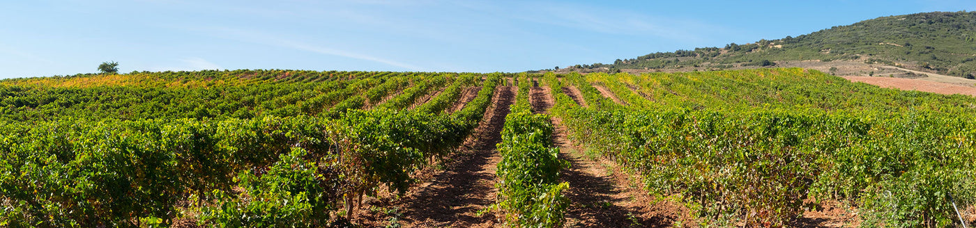 Sonnige Hügel mit Weinreben in der Weinregion Navarra unter klarem Himmel und mediterraner Landschaft