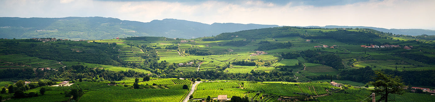 Weinberge in der Region Valpolicella bei Verona – traditionsreiche Herkunft edler Rotweine wie Amarone und Ripasso