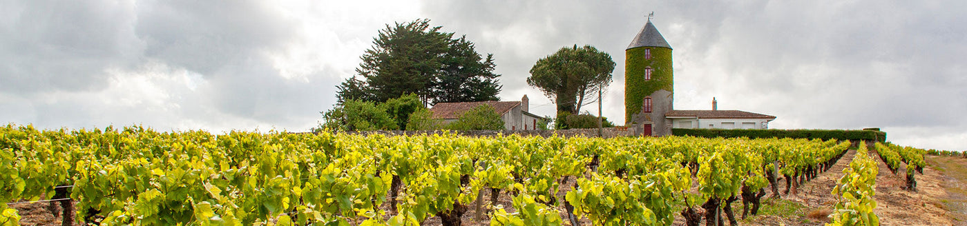 Französischer Wein von der Loire – Weinberge mit altem Steingut und rundem Turm unter bewölktem Himmel