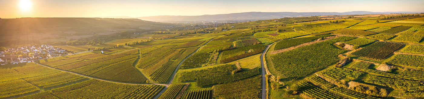 Weinberge in der Pfalz bei Sonnenuntergang, mit weitläufigen Rebhängen und einem kleinen Dorf im Hintergrund