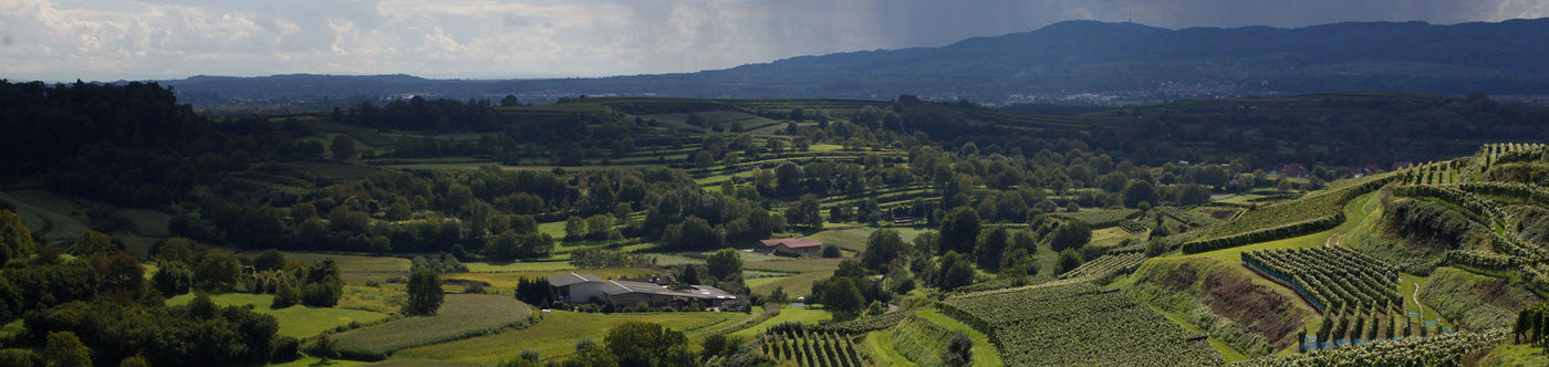 Weinberge des Weinguts Bernhard Huber im sonnigen Breisgau mit Blick auf die umliegende Hügellandschaft