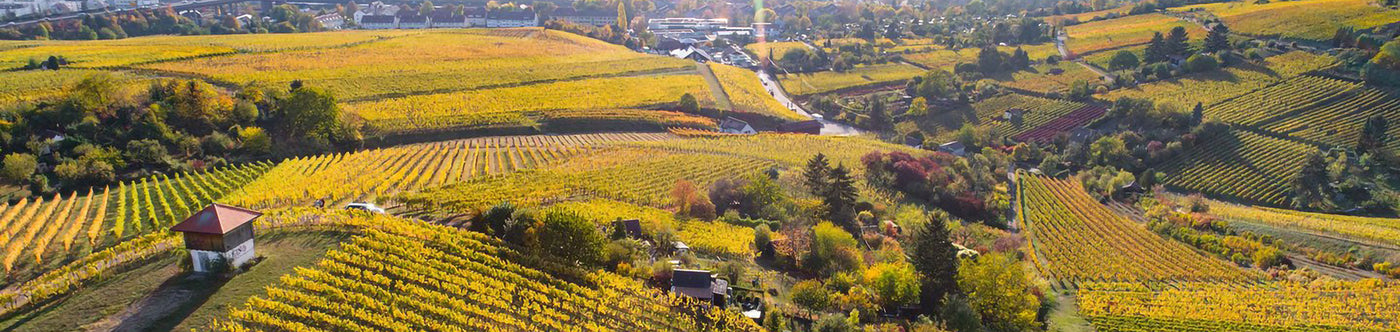 Herbstliche Weinberge des Weinguts Schnaitmann in Stuggart, bekannt für prämierten Rot- und Weißwein