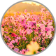 Nahaufnahmeeiner Blumenwiese für die Visualisierung der floralen Aromatik in Rebsorten wie Gewürztraminer oder Muskateller