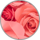Rose in Nahaufnahme zur visuellen Darstellung des floralen Aromas nach Rosen in Weinen