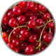 Leuchtend rote Johannisbeeren in Nahaufnahme zur Darstellung des säurebetonten Aromas in frischen Rotweinen