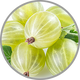 Frische Stachelbeeren in Nahaufnahme zur Darstellung des prägnant säurebetonten Aromas in Weißweinen
