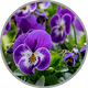 Nahaufnahme von blühenden Veilchen zur visuellen Darstellung des floralen Aromas in Rebsorten wie Syrah oder Blaufränkisch