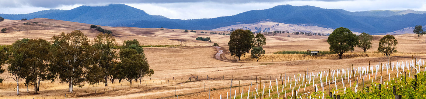 Weinreben in trockener, australischer Landschaft mit sanften Hügeln – Herkunft charaktervoller Weine aus Australien