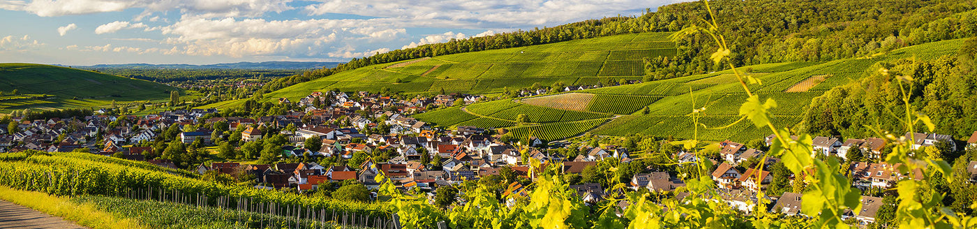 Weinberge mit Blick auf ein badisches Winzerdorf, umgeben von sanften Hügeln – Herkunft hochwertiger Weine aus Baden
