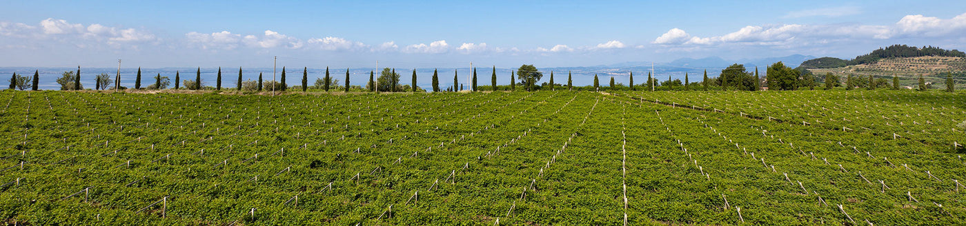 Weinreben in Bardolino mit Blick auf Zypressen, den Gardasee und das hügelige Umland – Herkunft der Bardolino-Weine