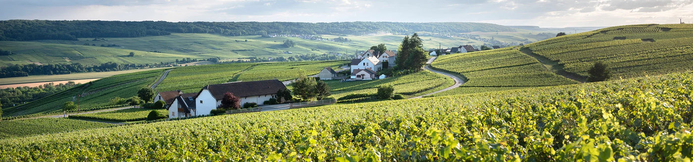 Sanft geschwungene grüne Hügel mit Weinbergen, eine kurvenreiche Straße und kleine Häuser, die über die malerische Landschaft verstreut liegen.