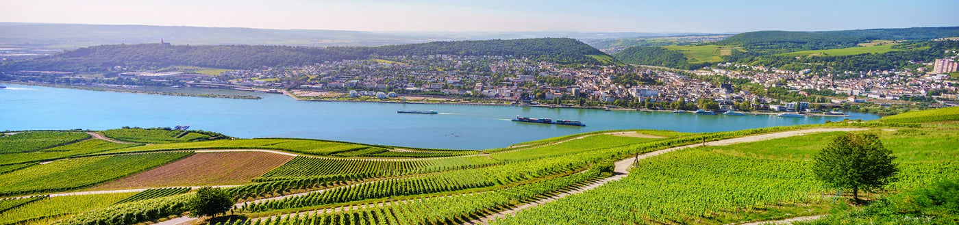 Weinberge auf sanften Hügeln mit Blick auf einen Fluss, im Hintergrund eine Stadt und grüne Hügel unter einem klaren Himmel.