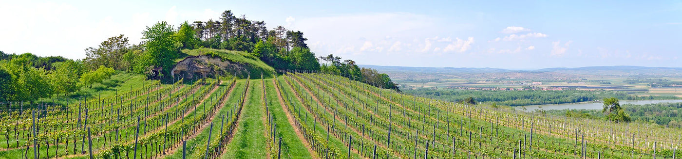 Ein üppiger, grüner Weinberg an einem Hang mit malerischem Blick auf Felder, Bäume und einen Fluss in der Ferne.