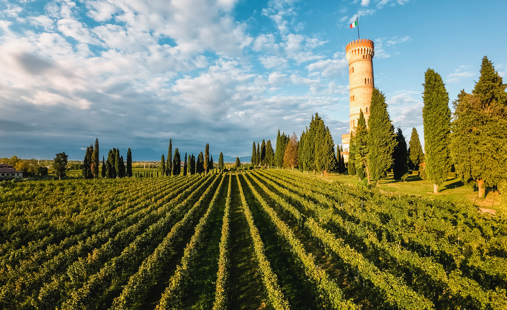 Italienischer Wein Weinberge 