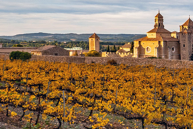 Weinberge in Spanien