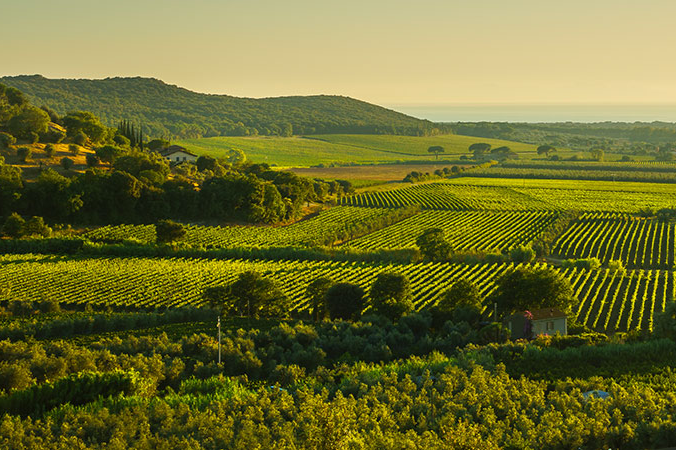 Bolgheri