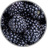 Nahaufnahme von frischen Brombeeren zur Darstellung des Beerenaromas in Rotweinen