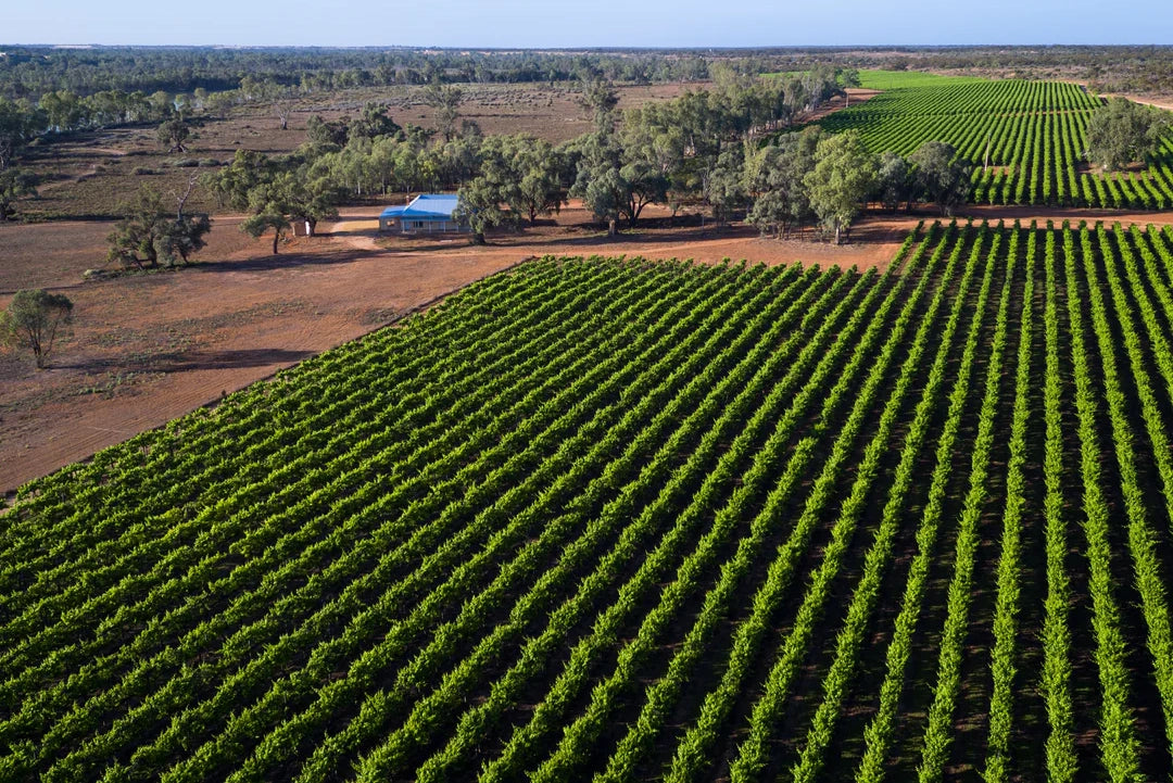 Byrne Vineyards