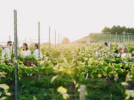 Weingut Aufricht