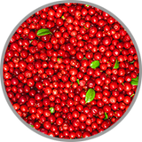 Nahaufnahme von frischen Cranberrys zur visuellen Darstellung der säurebetonten Aromatik in jungen Rotweinen
