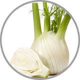 Frischer Fenchel mit grünen Stielen zur Darstellung des würzigen Aromas in ausgewählten Weißweinen