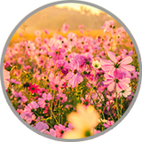 Nahaufnahmeeiner Blumenwiese für die Visualisierung der floralen Aromatik in Rebsorten wie Gewürztraminer oder Muskateller