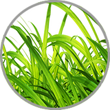 Frisch geschnittenes Gras in Nahaufnahme als visuelle Darstellung für vegetabile Aromen in frischen Weißweinen