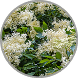 Nahaufnahme frischer Holunderblüten zur visuellen Darstellung des floralen Aromas in aromatischen Weißweinen