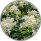 Nahaufnahme frischer Holunderblüten zur visuellen Darstellung des floralen Aromas in aromatischen Weißweinen