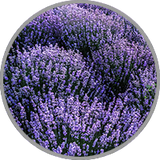 Blühender Lavendel in Nahaufnahme zur visuellen Darstellung des krautig-floralen Aromas in Rotweinen