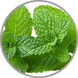 Frische Minzblätter auf weißem Hintergrund zur Visualisierung des kühlen Aromas in kraftvollen Rotweinen