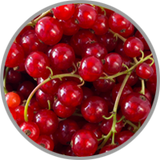 Leuchtend rote Johannisbeeren in Nahaufnahme zur Darstellung des säurebetonten Aromas in frischen Rotweinen