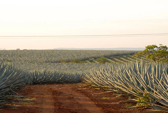 Don Julio