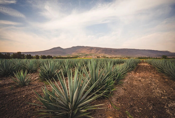 Patrón Tequila